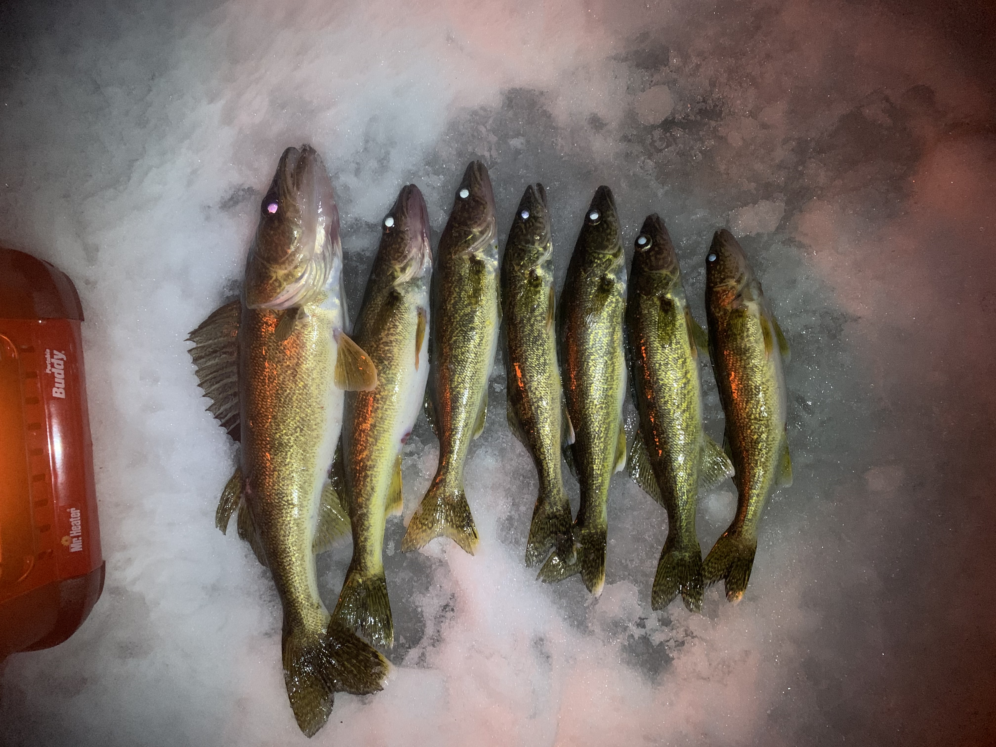 Vilas county guide fishing reports lake link vilas county Walleye walleye fish ice fishing walleye wisconsin fly fishing fishing trout muskie Wisconsin Fishing guide